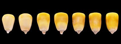 Progression of milk line in corn kernels from R5 to R6.