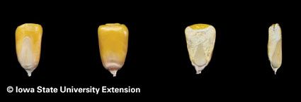 Kernels from a R6 plant