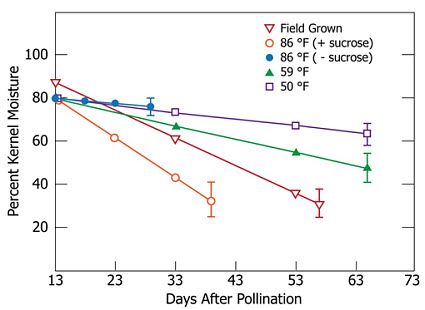 Effect of temperatures and sucrose availability on percent corn kernel moisture.