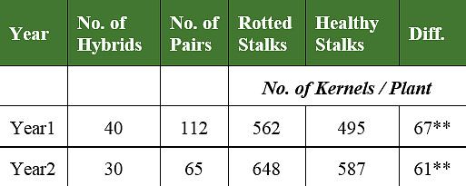 Table comparing kernel numbers between corn plants with rotted stalks and adjacent plants with healthy stalks.