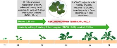 Ochrona przed chwastami - termin i dawka - infografika