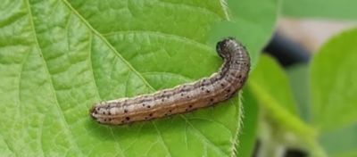 IMG-ArtigoBlog-Topo-lagarta-soja