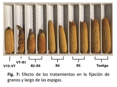 largoo_de_las_espigas