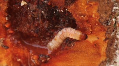 larva de strnoma.
