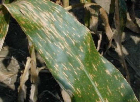 Gray leaf spot - corn leaf