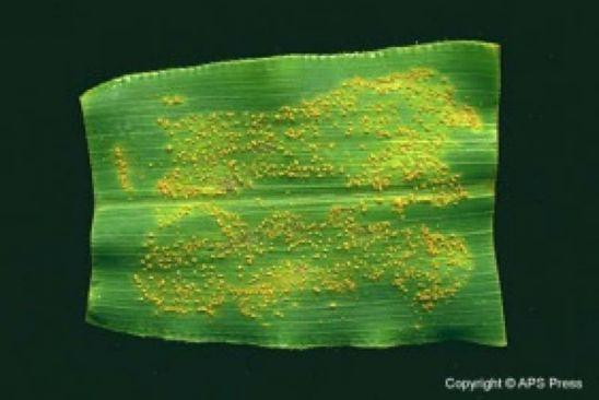 Southern rust - corn leaf