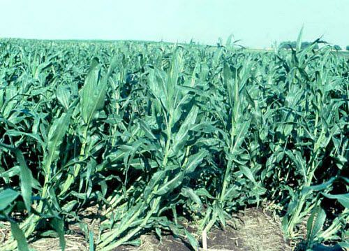 'Goose-necked' corn plants following an early July storm.