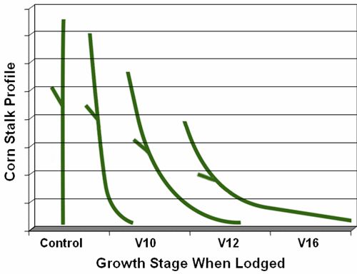 Graphic representation of corn stalk angle and ear height following simulated wind lodging at V10, V12, and V16 stages vs. control (no lodging).