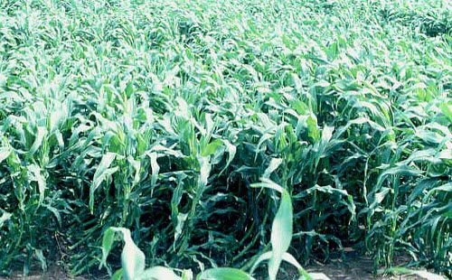 Research plot immediately after artificially induced 'wind lodging' at the V12 growth stage.