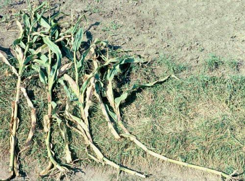 Left to right, control (no lodging) and plants with simulated wind lodging at V10, V12, and V16 stages. Lodging occurred in July, photos were taken in early September.