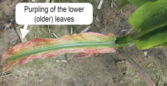 Purpling of the lowers (older) leaves