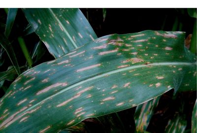 maize gray leaf spot