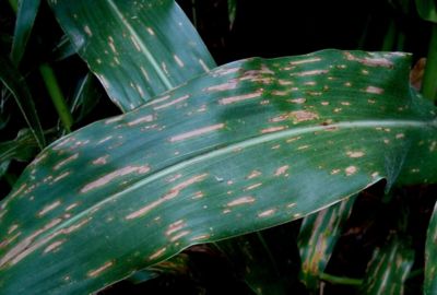 maize gray leaf spot