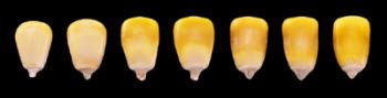 Progression of milk line in corn.