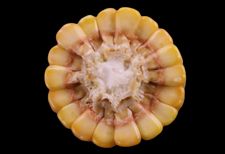 Stage R5 corn ear.