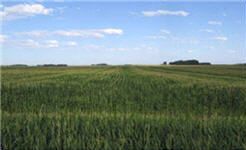 Corn-following-corn field shows delayed tasseling in strips with excessive residue left by combine.