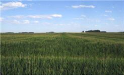 Corn-following-corn field shows delayed tasseling in strips with excessive residue left by combine.