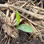 Corn plants emerging through previous corn residue.