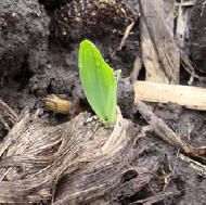 Corn plants emerging through previous corn residue - view from a different angle.