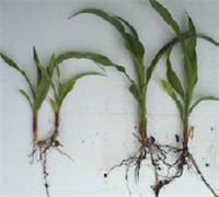 Corn plants stunted from excess residue compared to normal plants.