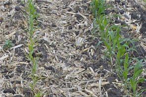 Stunted corn row emerging through excess residue compared to a normal row.