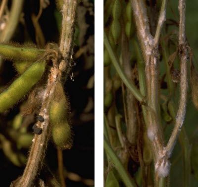 White mold on soybean stems