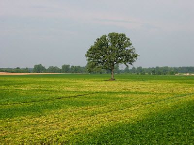 Manganese deficiency on a muck soil near Lansing