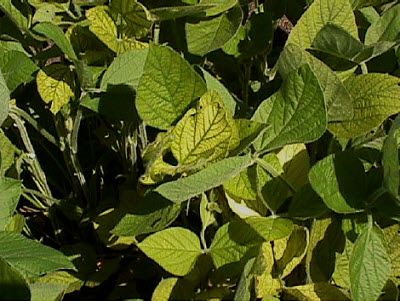 Manganese deficient soybeans