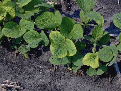 Potassium deficiency in soybeans.