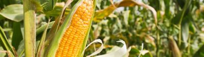Maize_Banner_Mobile