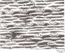 Electron micrograph of a corn leaf showing stomata.