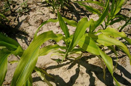 Iron or zinc deficiency symptoms in corn.