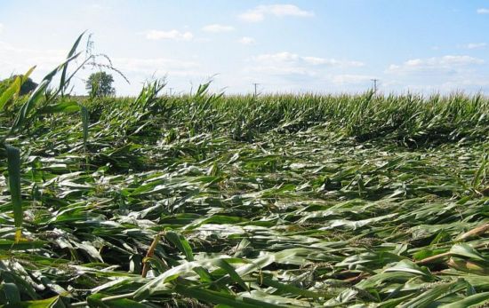 corn field damage from lodging