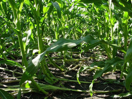 Root lodging in field