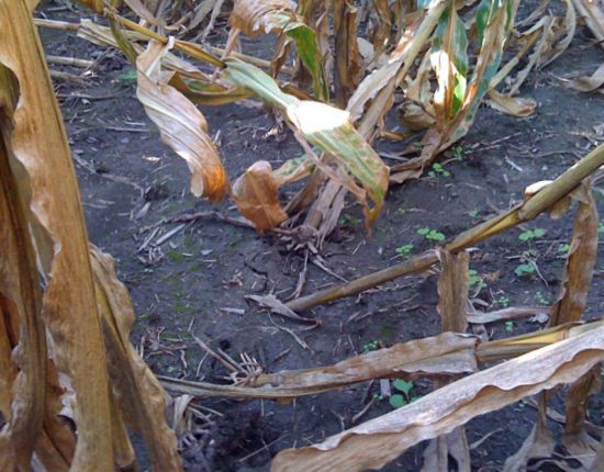 Root lodging in field