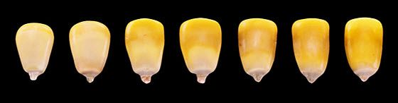 Progression of milk line in corn kernels from R5, or early dent to R6, or physiological maturity.