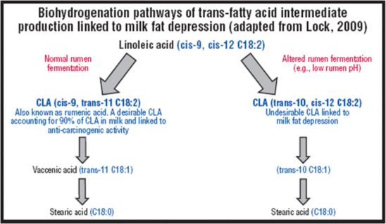 Chart - Biohydrogenation pathways of trans-fatty acid intermediate production linked to milk fat depression.