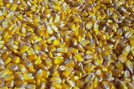 Corn kernels