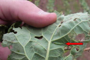  Inspecting leaf for diamondback moth larvae.
