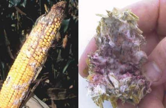 Photos: Mold spores are virtually everywhere in the environment