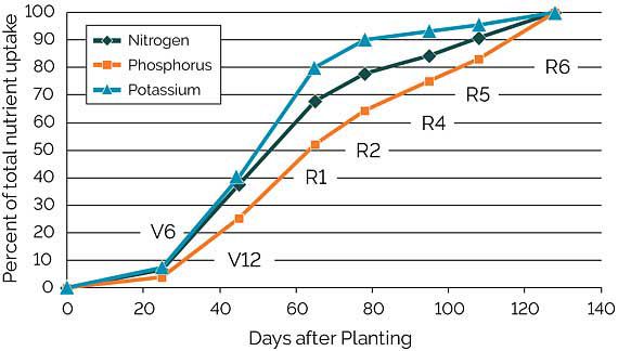 Graph showing estimated uptake of nitrogen, phosphorus, and potassium from the soil at critical corn growth stages.