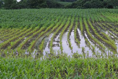 Flooded area of field with severe N deficiency.