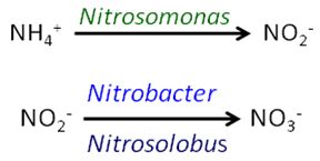 Ammonium conversion