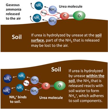 Urea hydrolysis