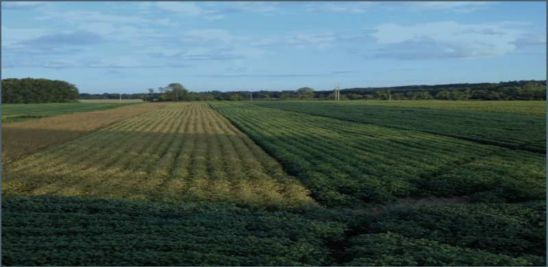 Soybean planting date trial near Westfield, Mass.