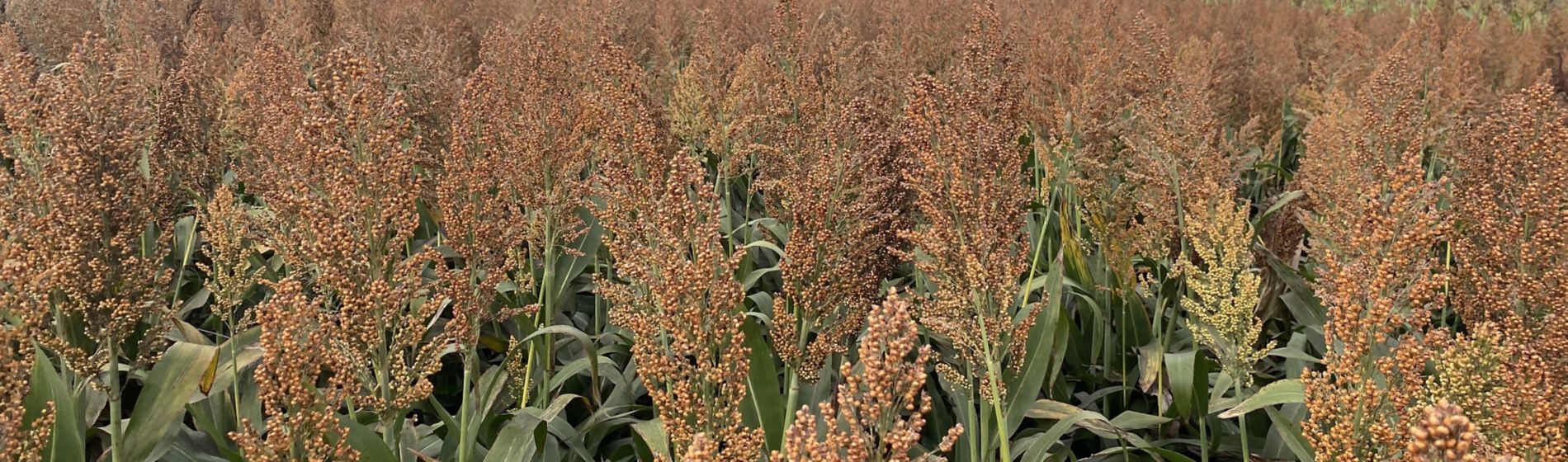 new-foto-portada-84P68