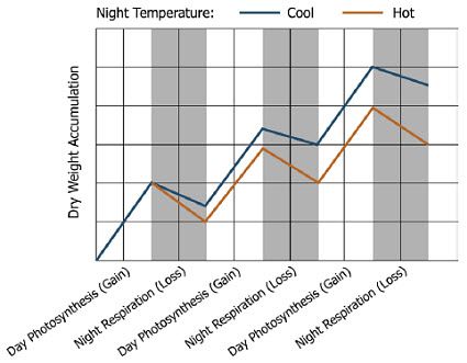 Dry weight accumulation related to night temperature.