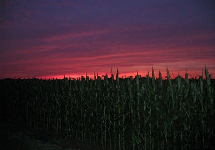 Sunset over cornfield