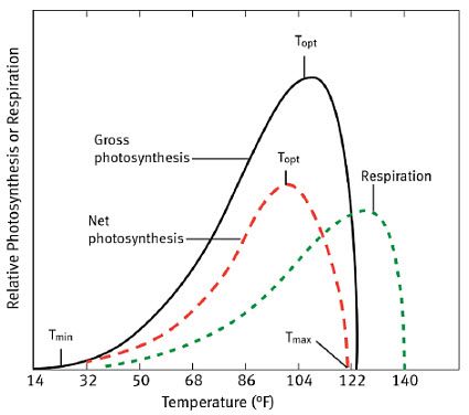 Temperature effects on rates of gross photosynthesis, respiration, and net photosynthesis.