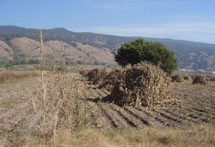 Corn shocks in a field in Central Mexico.